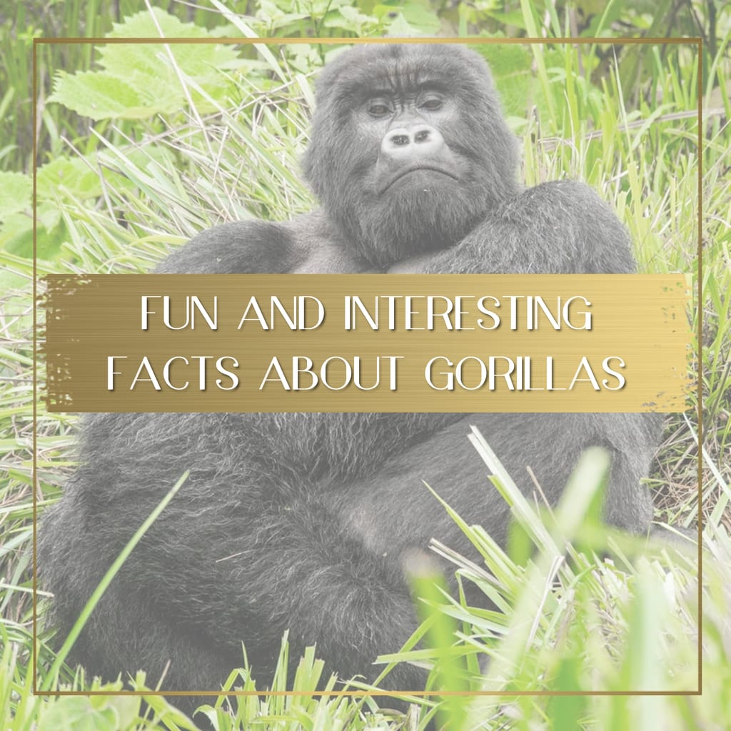 Facts about gorillas feature