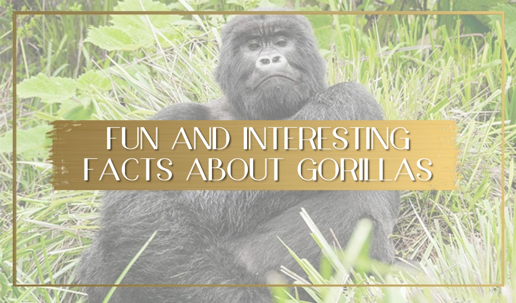 Facts about gorillas main