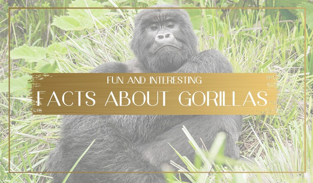 Fun And Interesting Facts About Gorillas You May Not Know