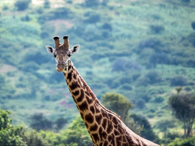 Giraffes areas of Akagera National Park