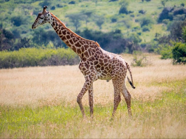 Giraffes at Akagera National Park