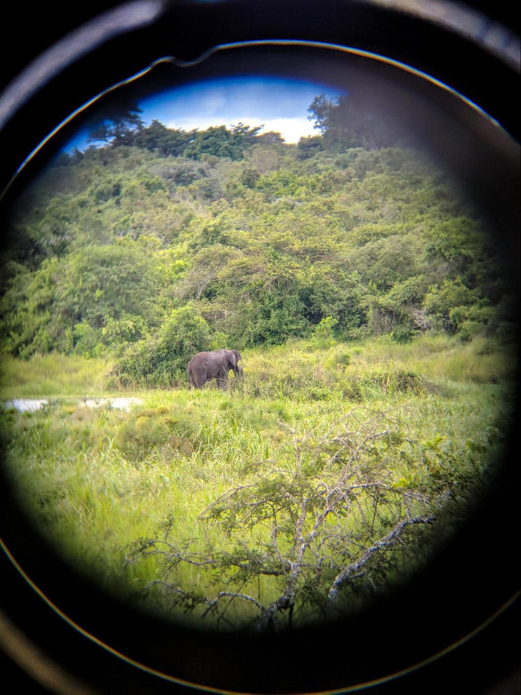 Hard to spot elephants through a binocular