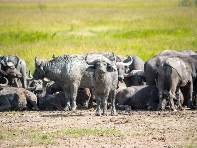 Herd of buffalo in Akagera National Park