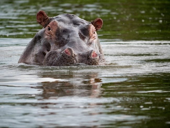 Hippo at Akagera National park