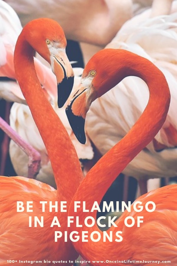 Funny Flamingo Instagram Captions Cool Attitude Captions