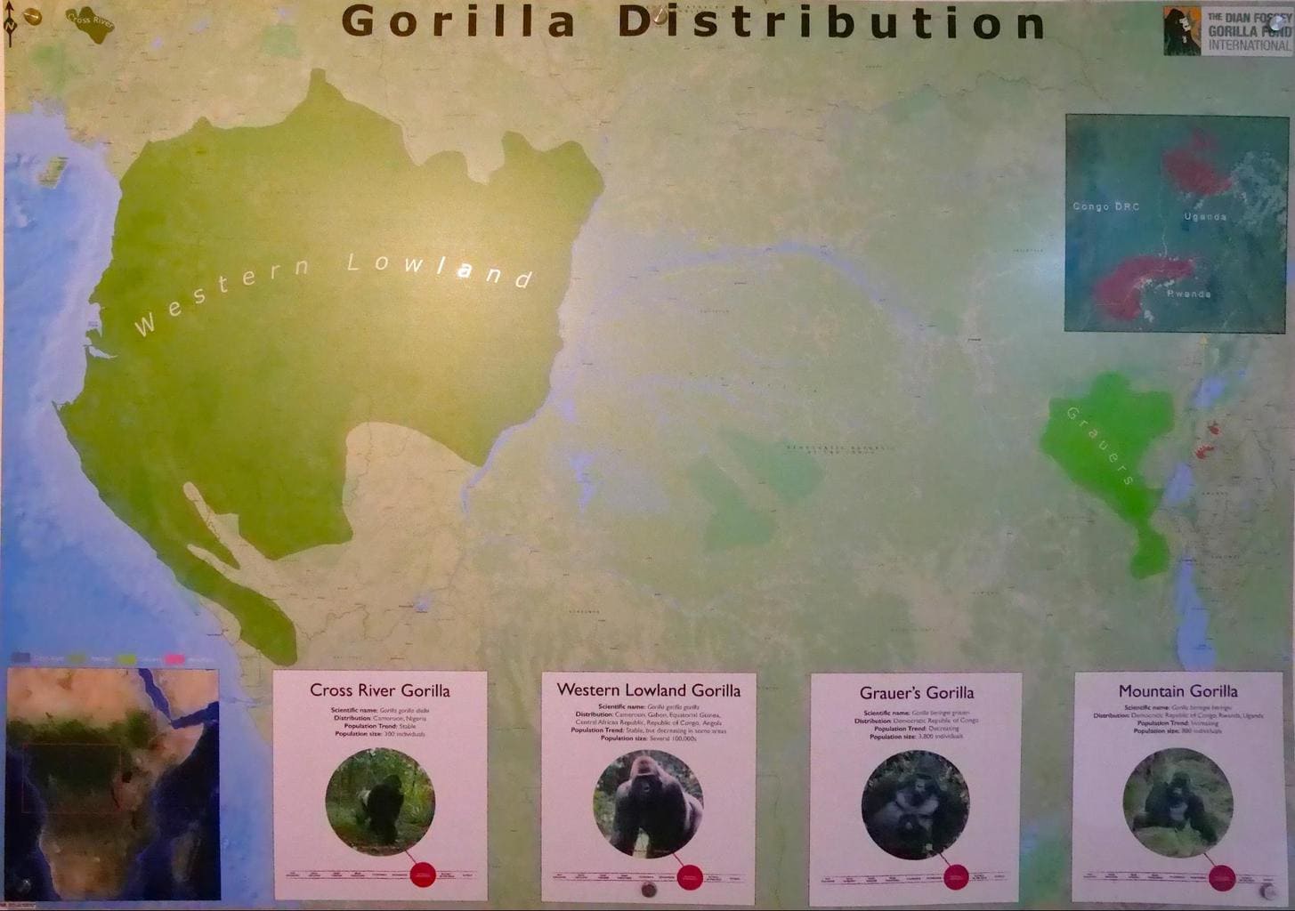 Map with the types of gorillas and where they live in Africa