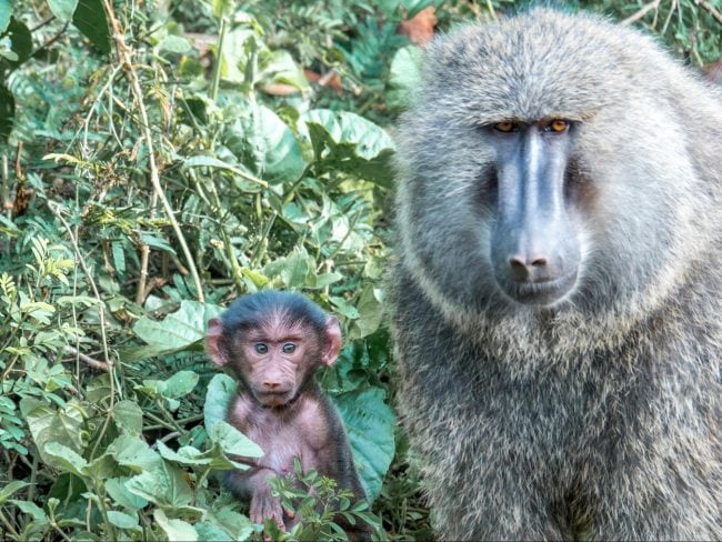 Monkeys at Akagera National park