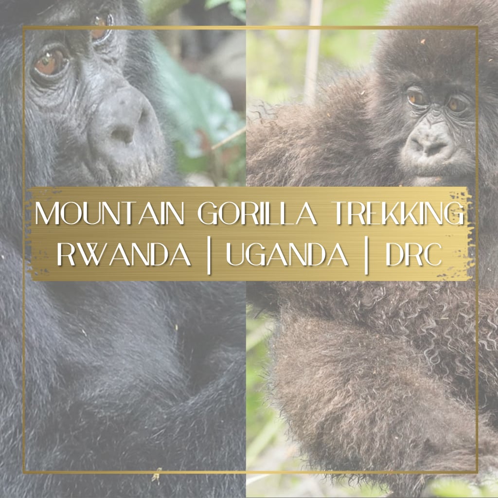 Mountain gorilla trekking feature