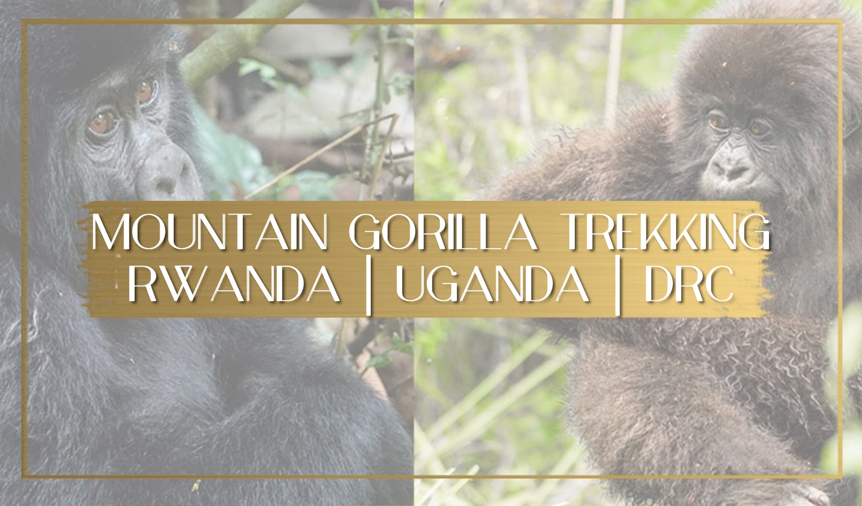 Mountain gorilla trekking main