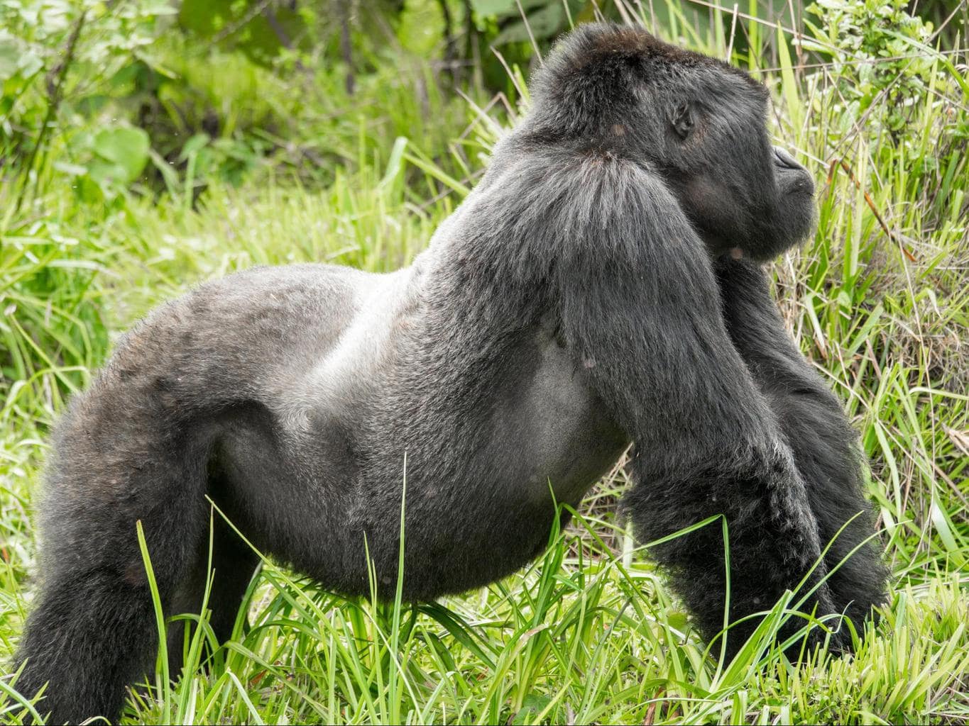 Silverback mountain gorilla