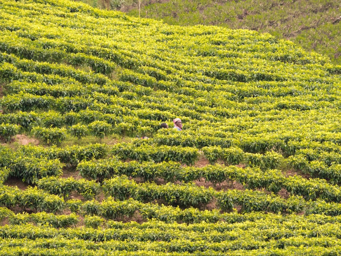 Tea plantation in Rwanda