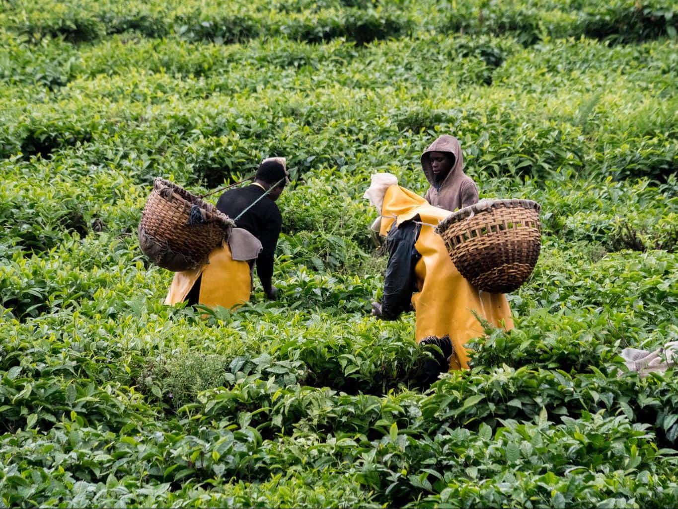 Tea plantation near Lake Kivu