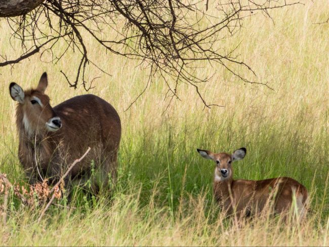 The antelopes at Akagera National Park