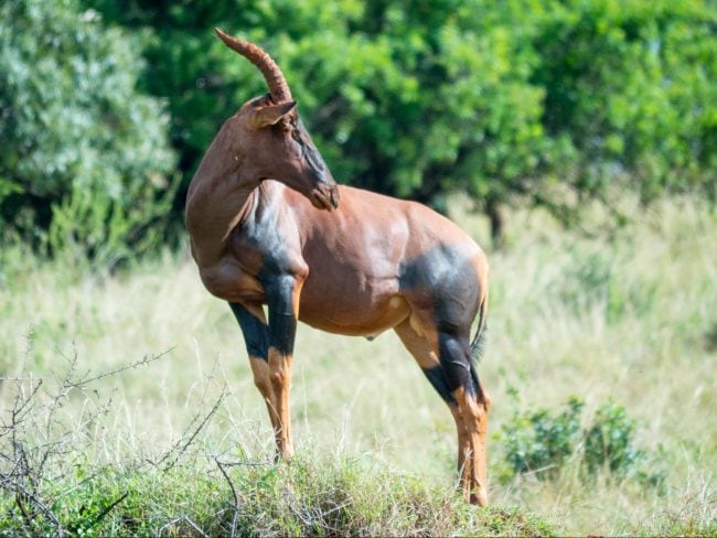 The antelopes in Akagera National Park