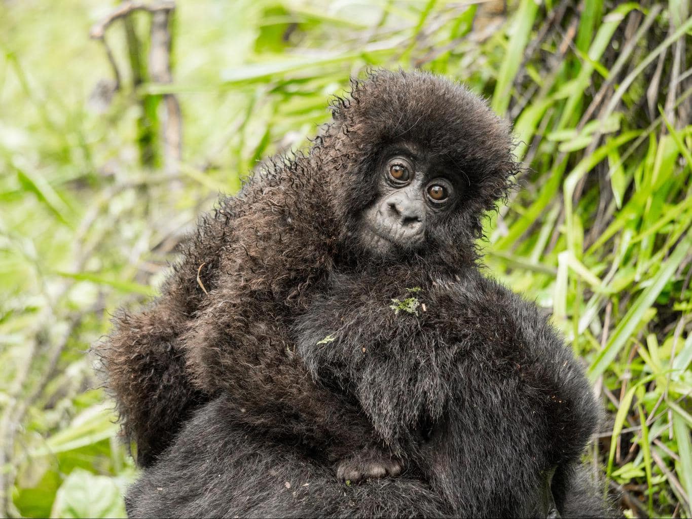 The ball of furry hair of a baby mountain gorilla