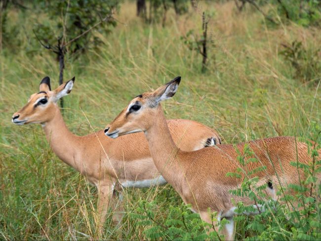 The deer in Akagera National Park