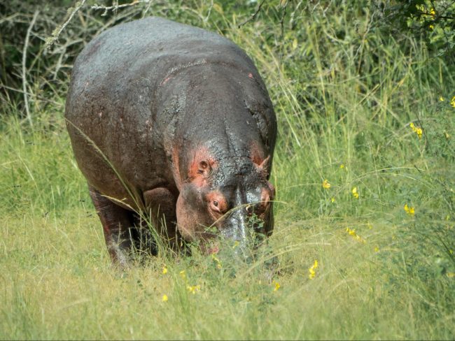 The hippos in Akagera National Park