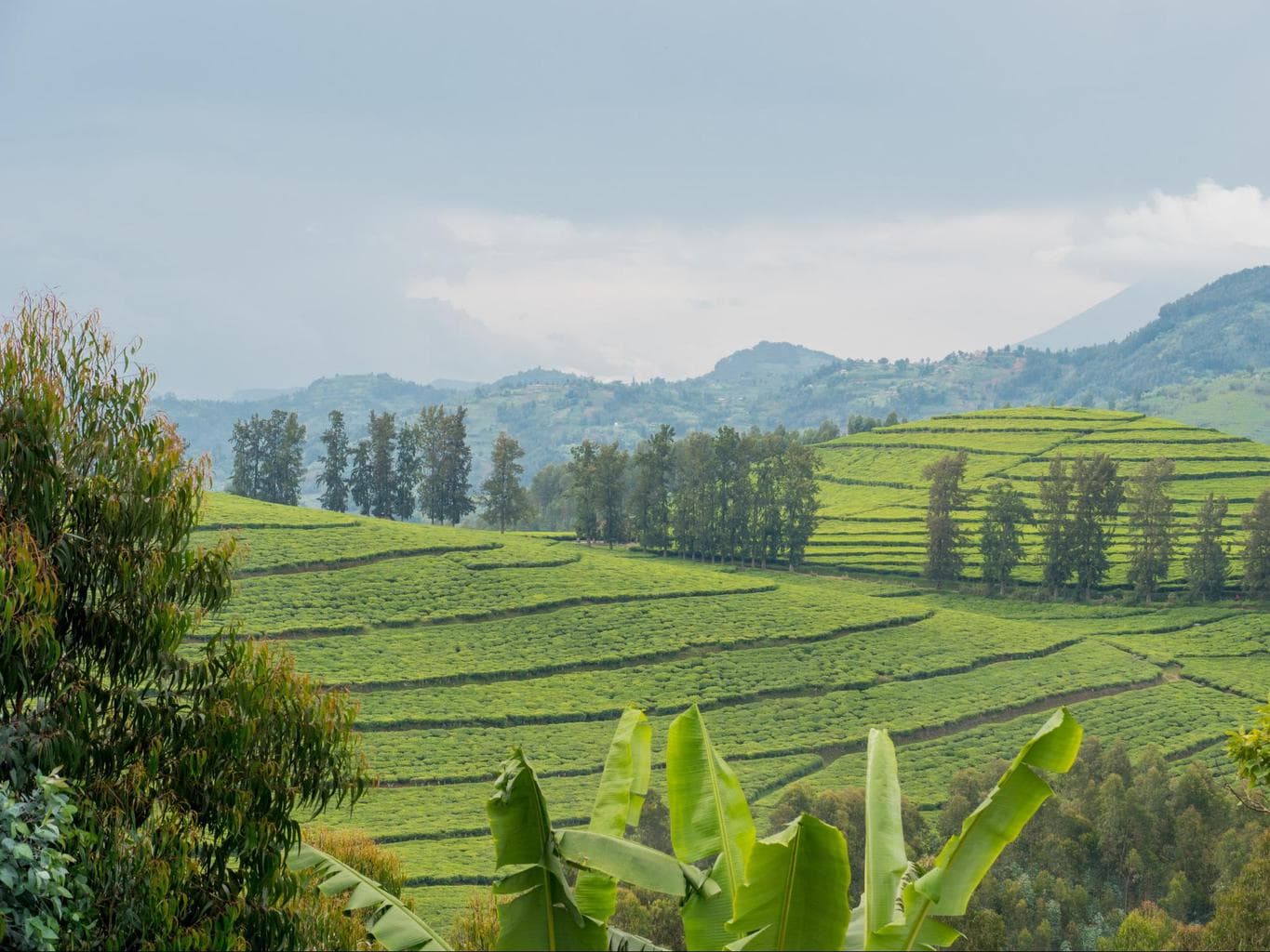 The landscapes near Gishwati Forest.jpg