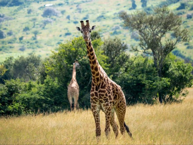 The savannah areas of Akagera National Park with several giraffes
