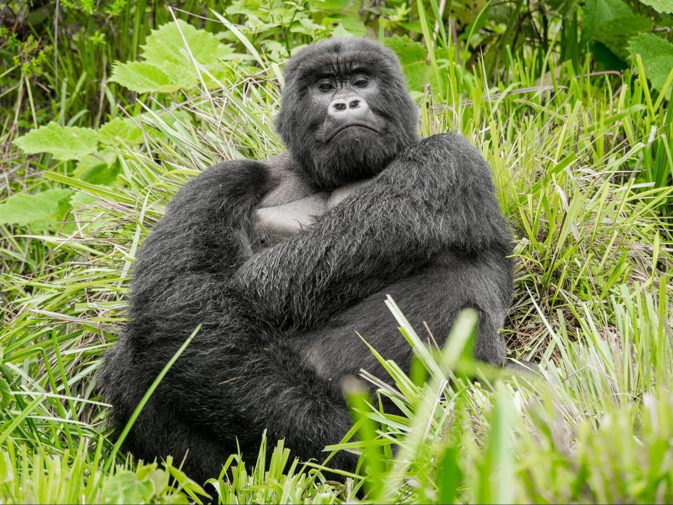 The silverback, calm but imposing