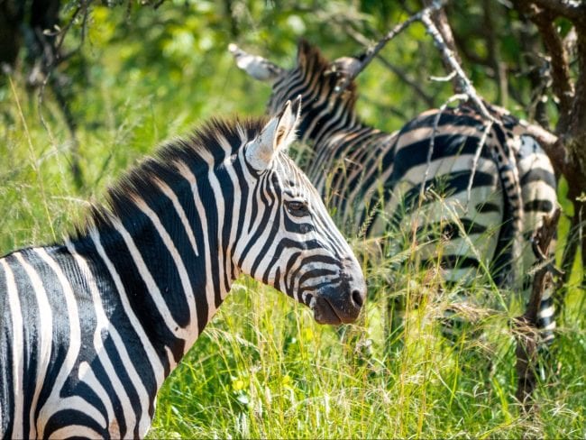 The zebras in Akagera National Park