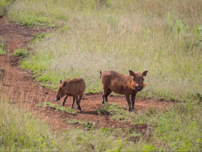 Warthogs in Akagera National Park