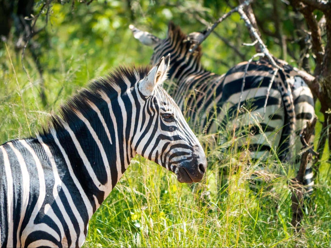 Wildlife at Akagera National Park