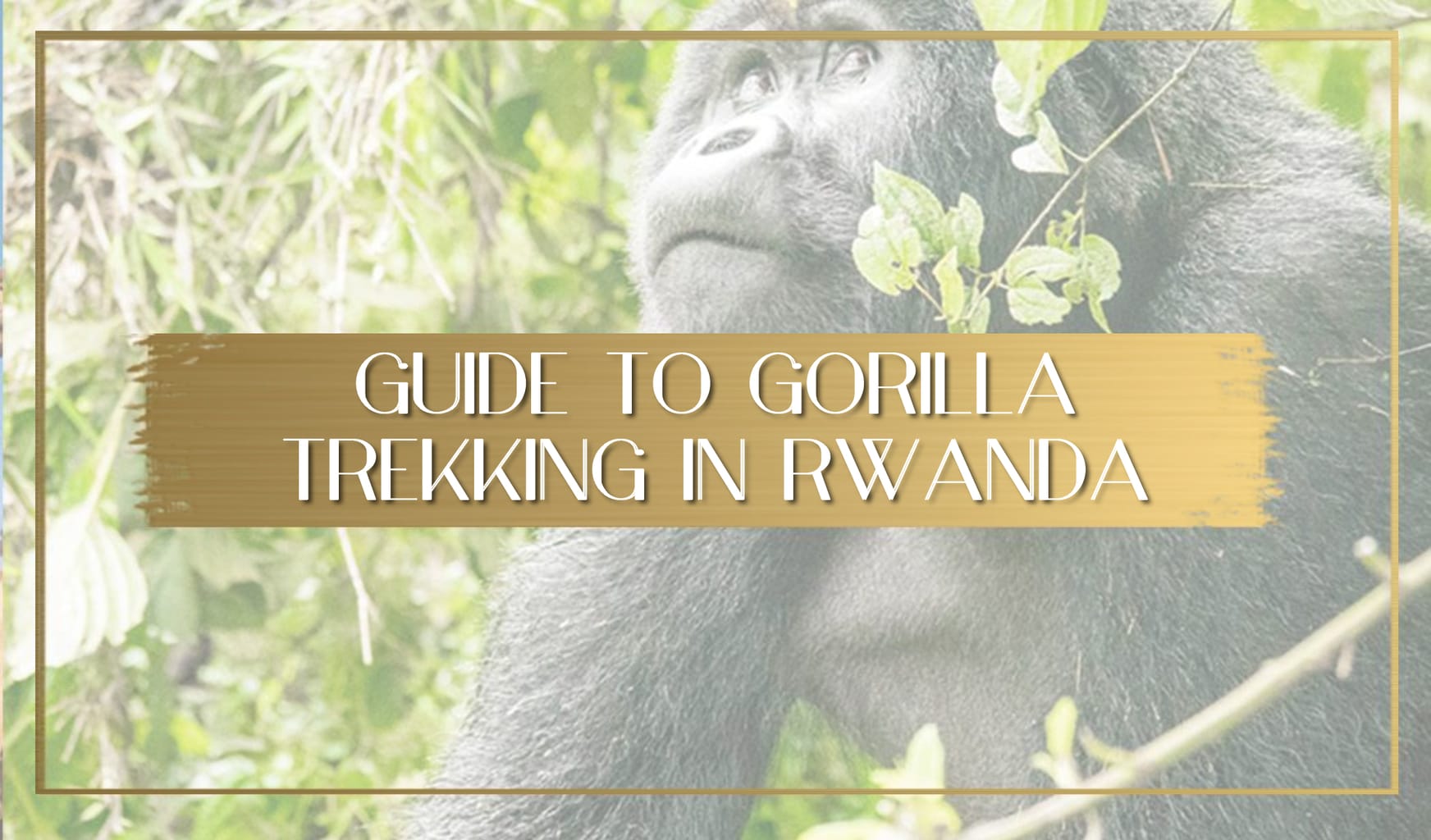 Gorilla Trekking in Rwanda main