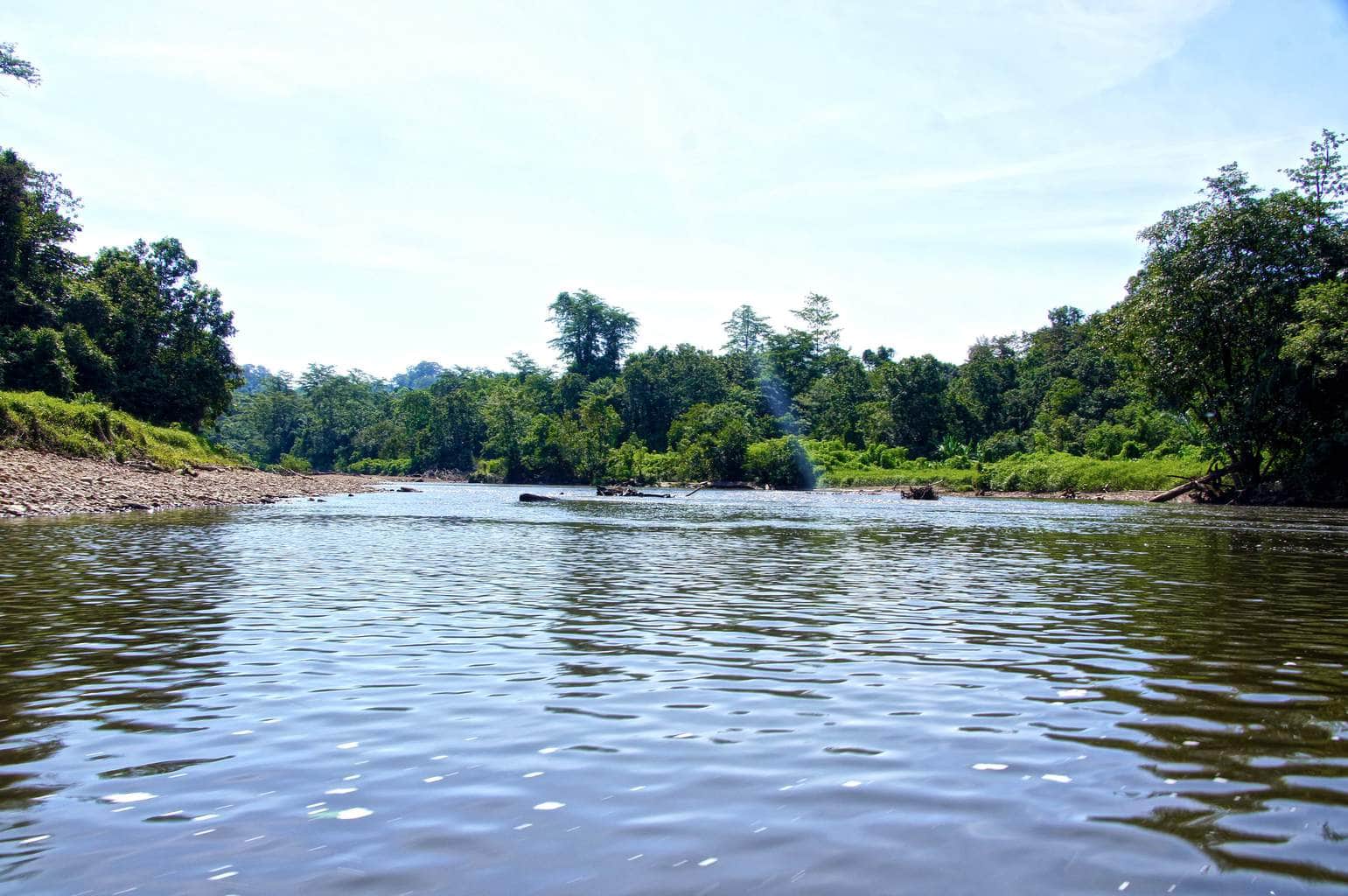 Jungle cruise from boat