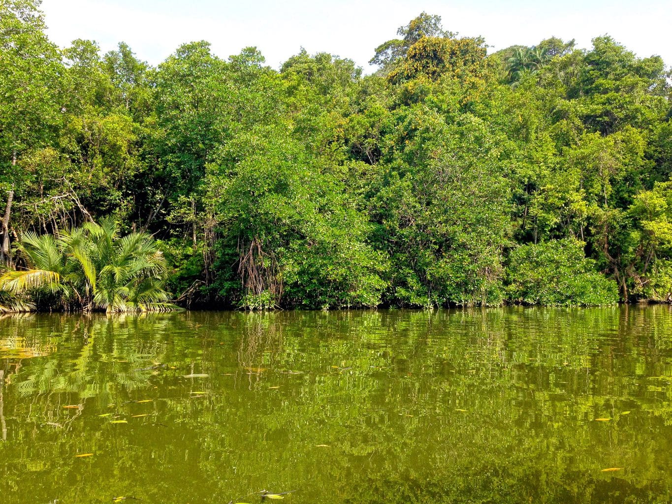 Jungles in Brunei