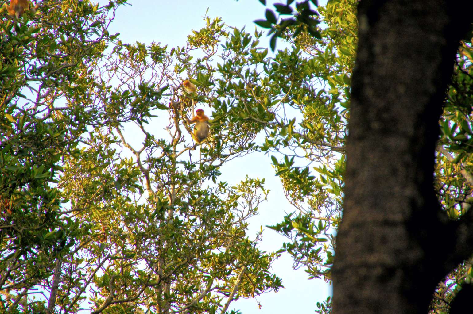 Proboscis monkeys