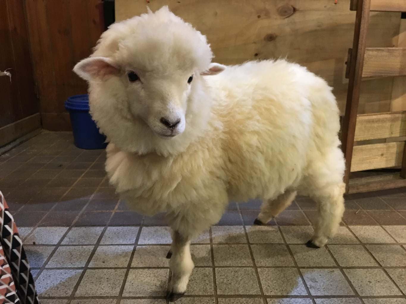 The cutest sheep in Hongdae