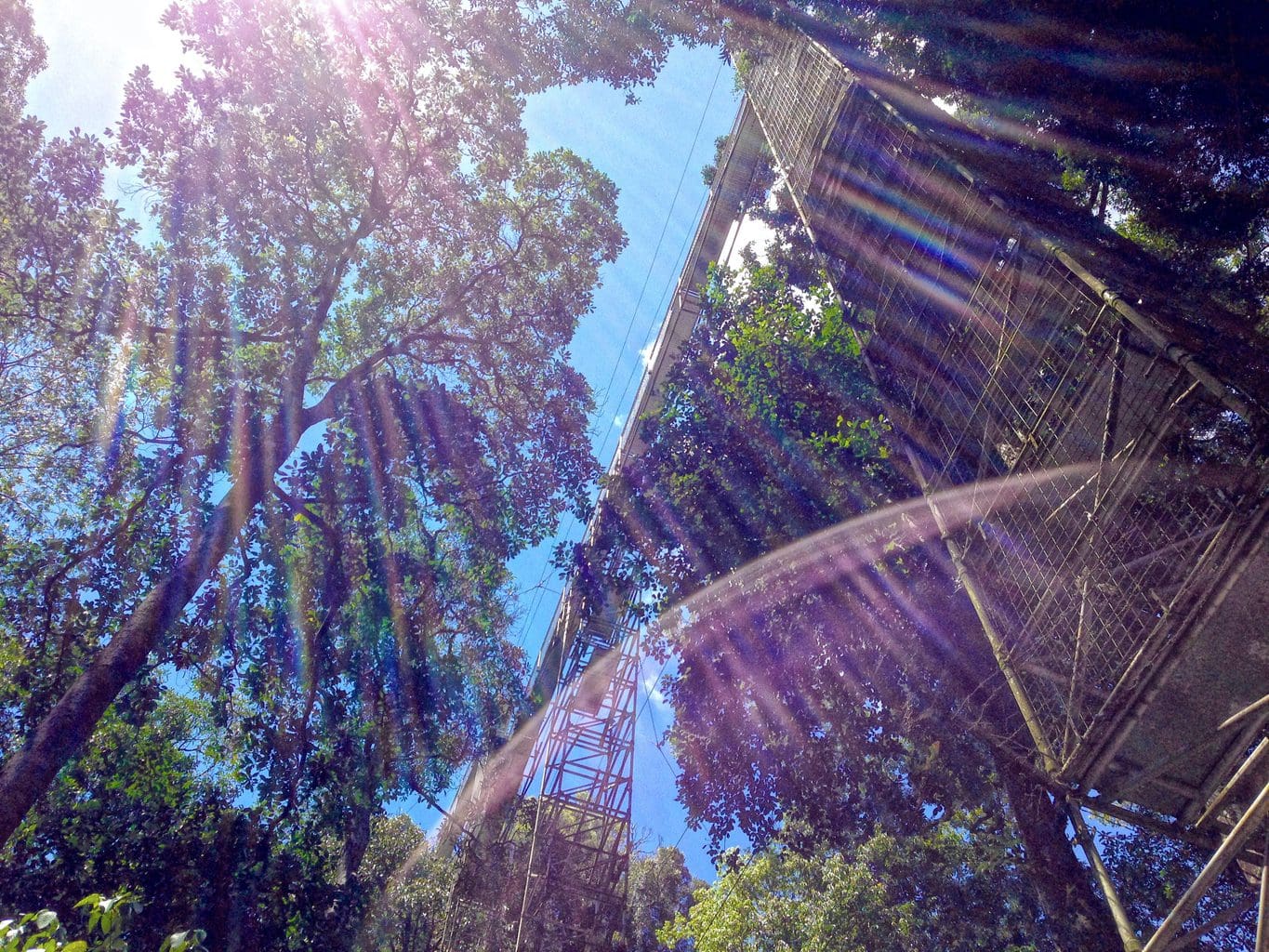 Trees and bridge in Brunei