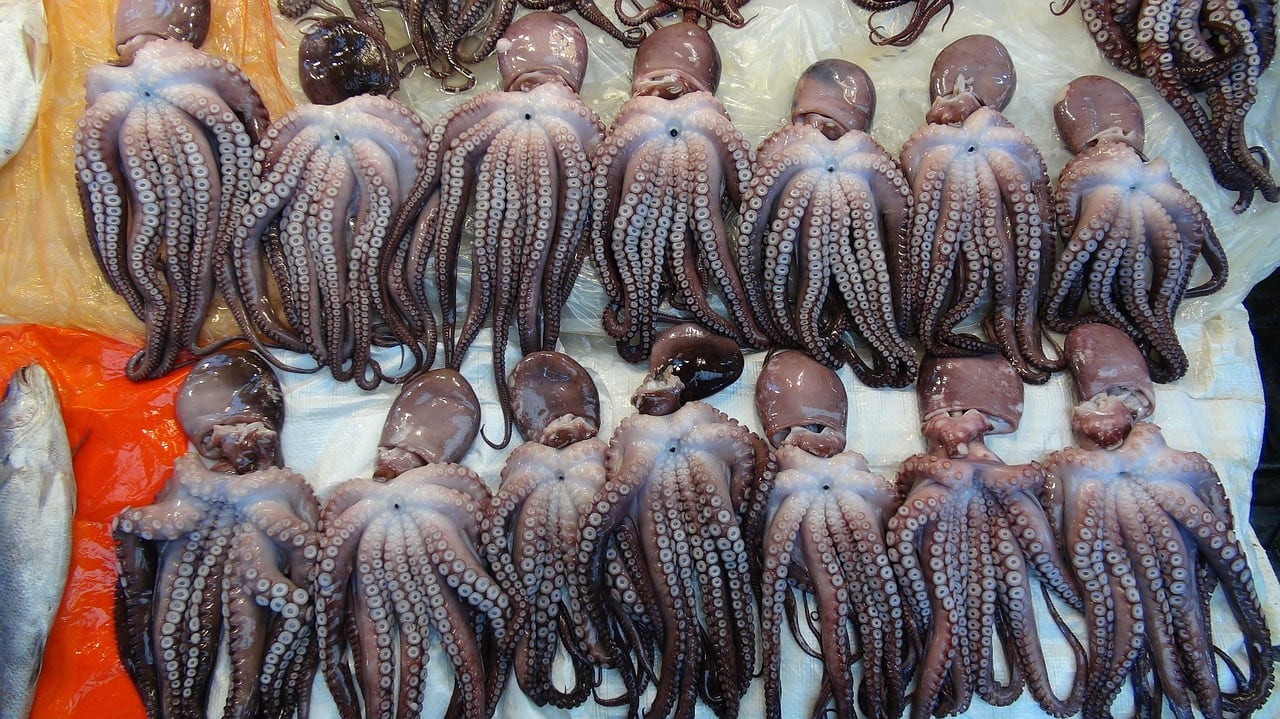 Try live octopus or octopus sashimi for something a little different