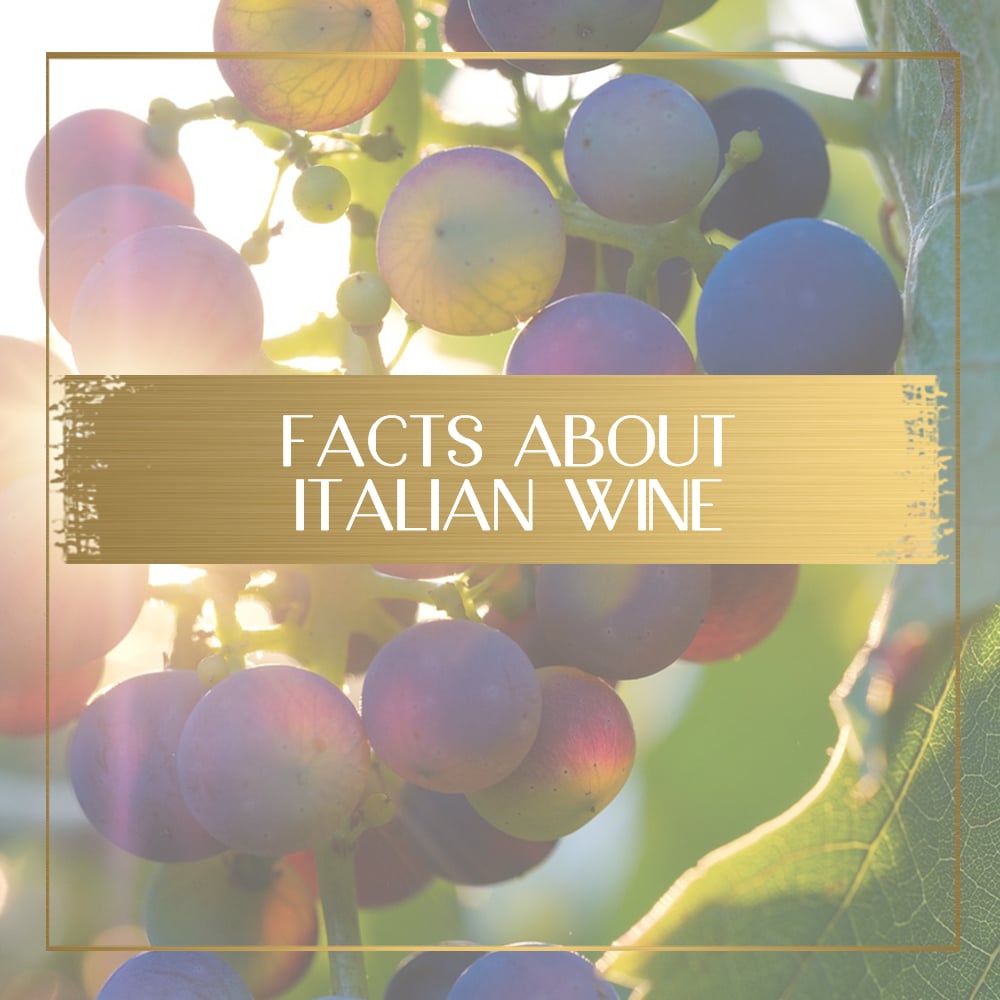 Facts About Italian Wine feature