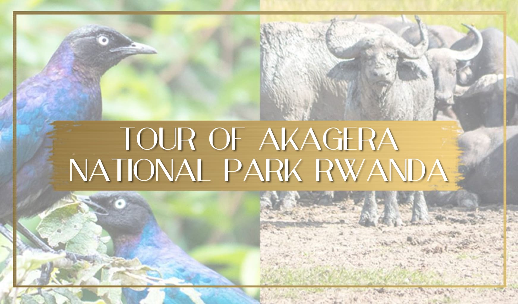 Akagera National Park in Rwanda main