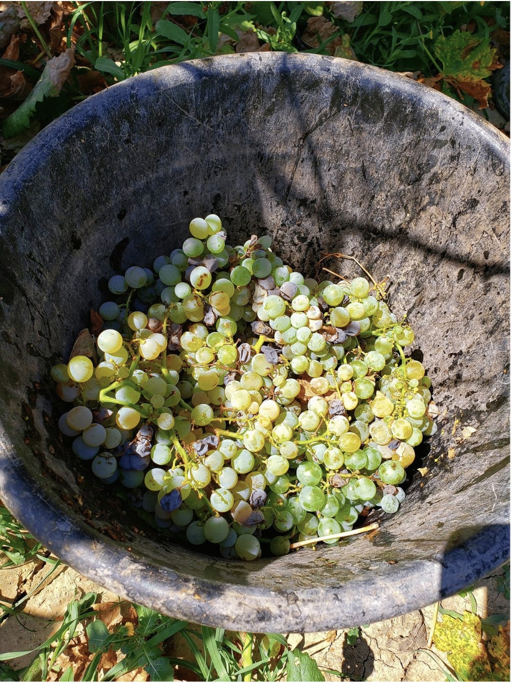 Sicilian white grapes from 2018 harvest
