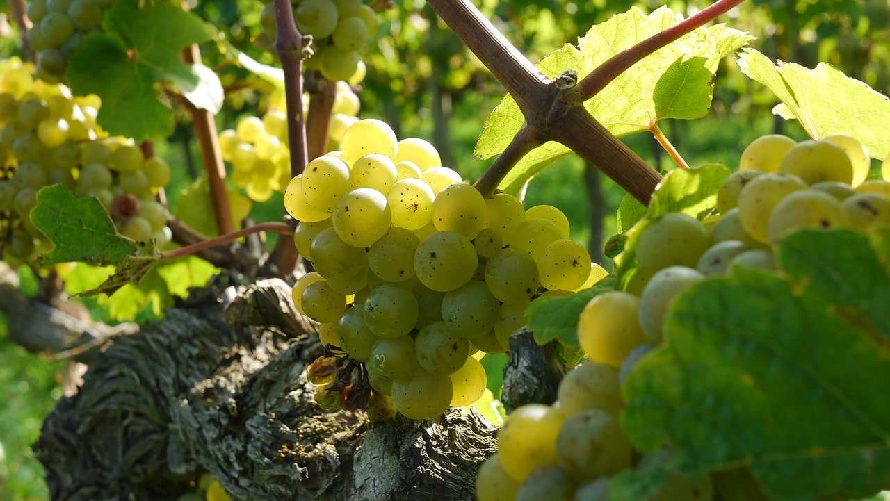 Riesling grapes