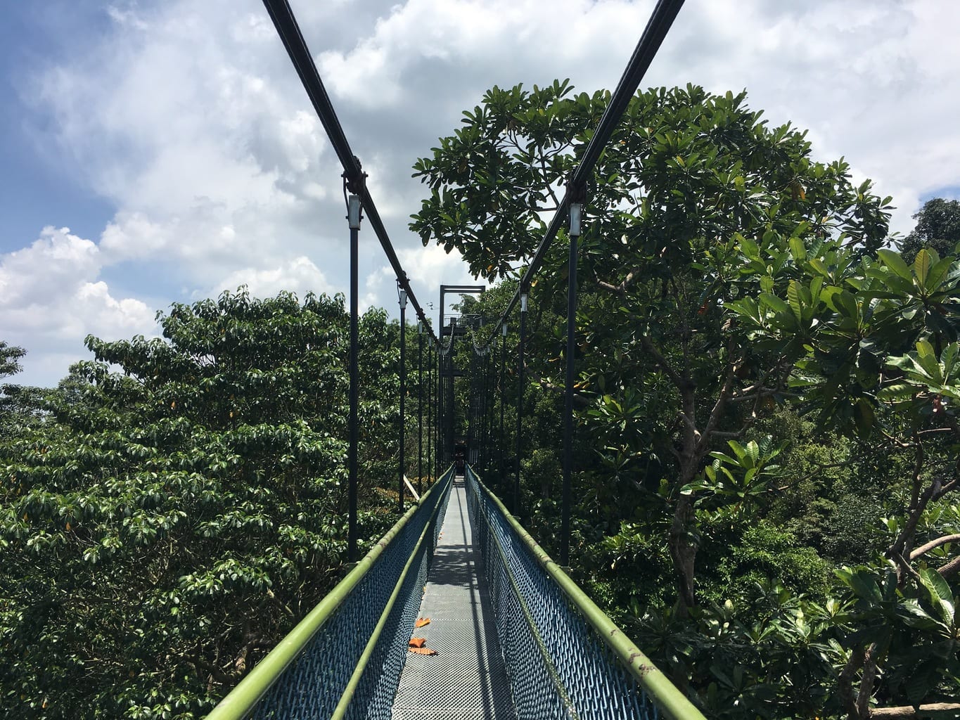 MacRitchie suspended bridge