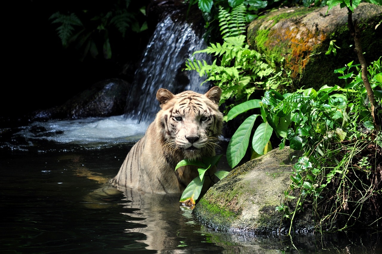 Singapore Zoo