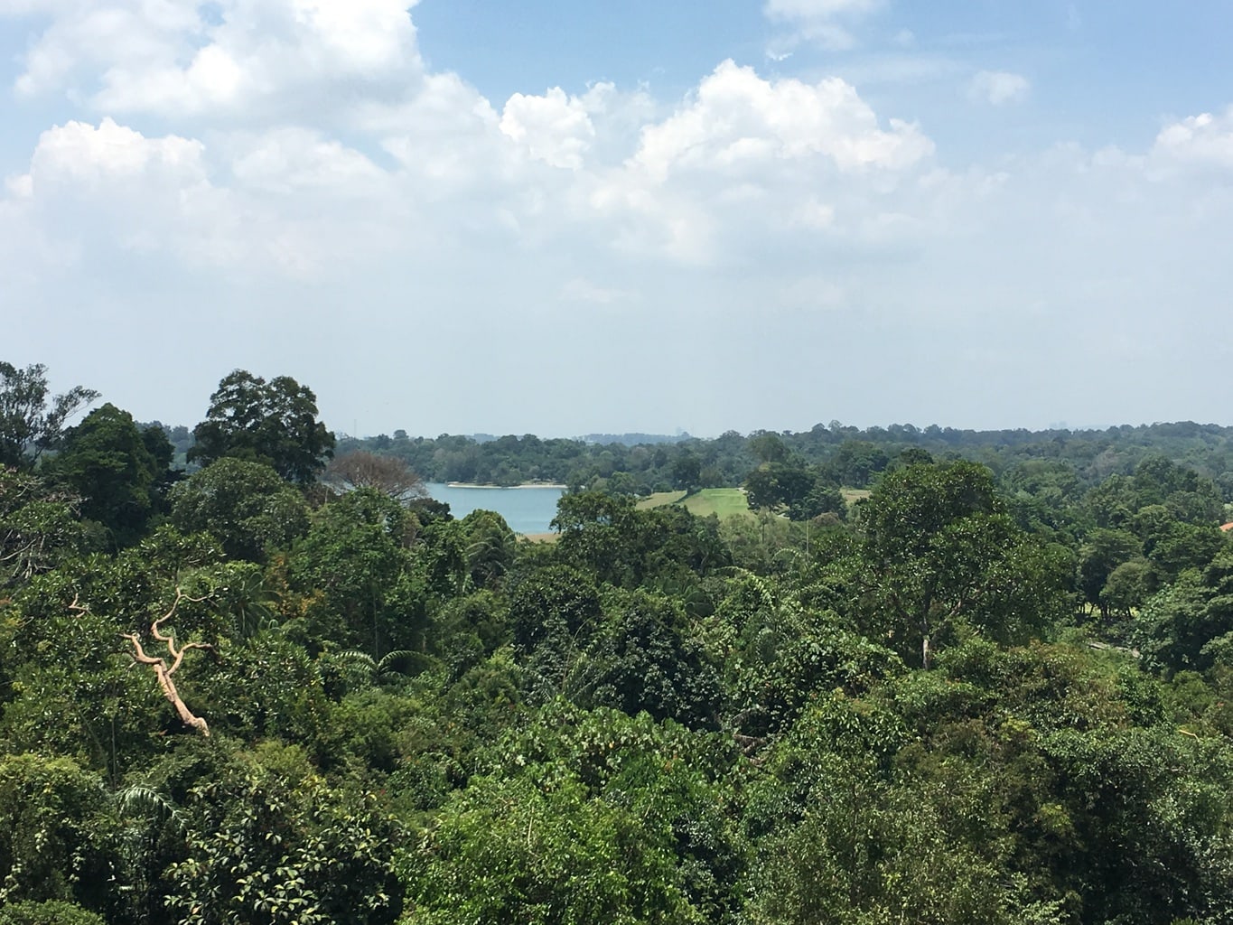 View from MacRitchie suspended bridge