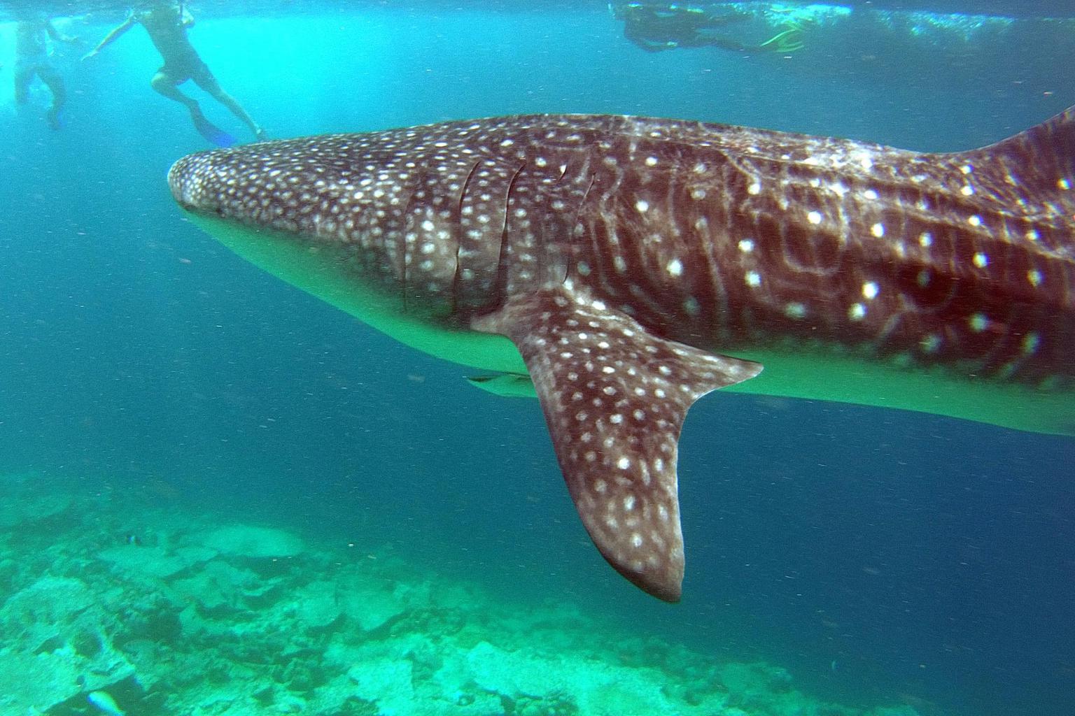 Whale sharks near LUX* Maldives - Photo provided by the LUX* team
