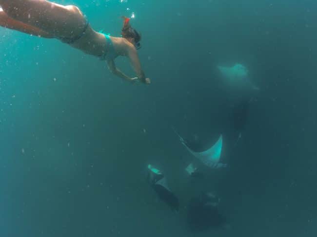 Free diving to see the mantas