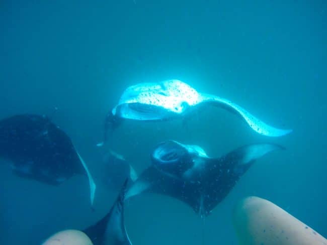 Manta rays in the Maldives