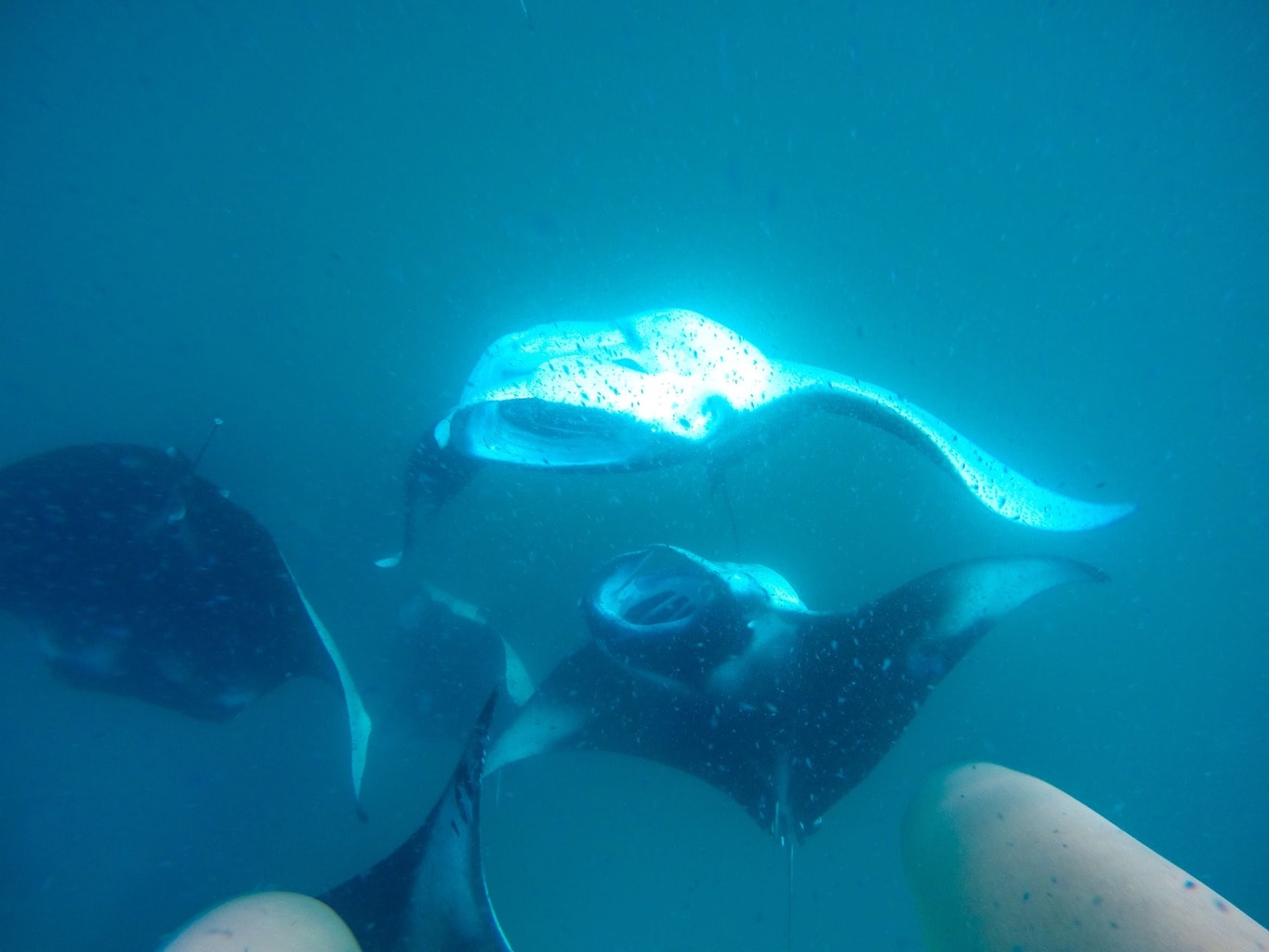 Manta rays in the Maldives