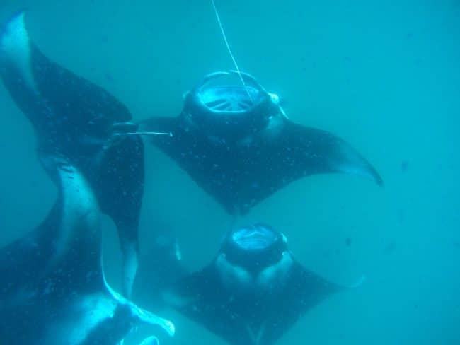 The many manta rays in the Maldives