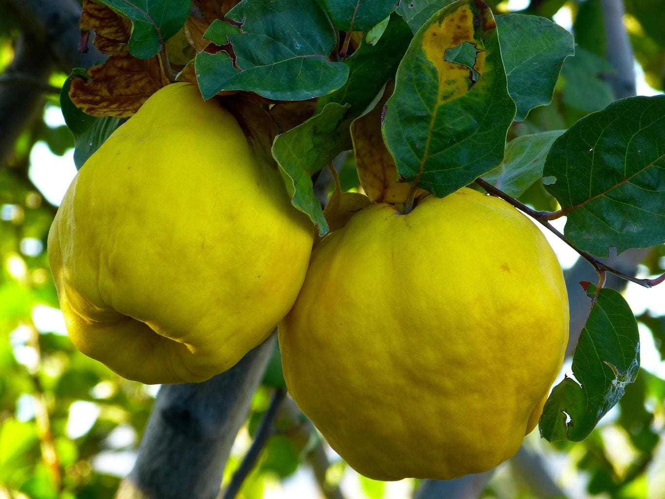 Una fruta de membrillo