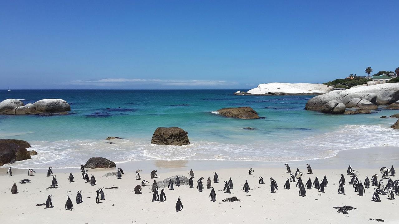 Meeting the penguins on Boulders Beach