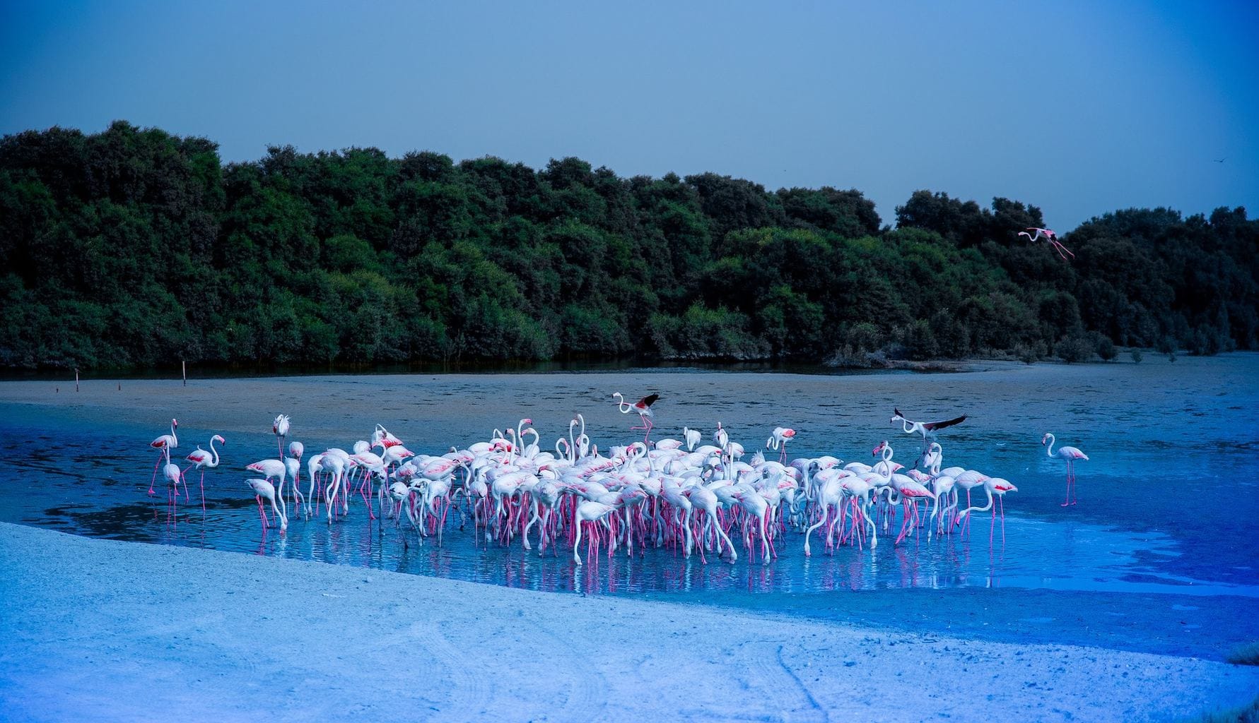 Spot flamingos at Ras Al Khor