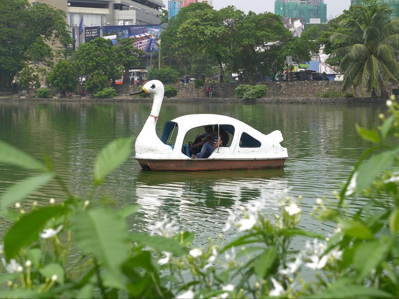 Swan pedal boats on Beira Lake